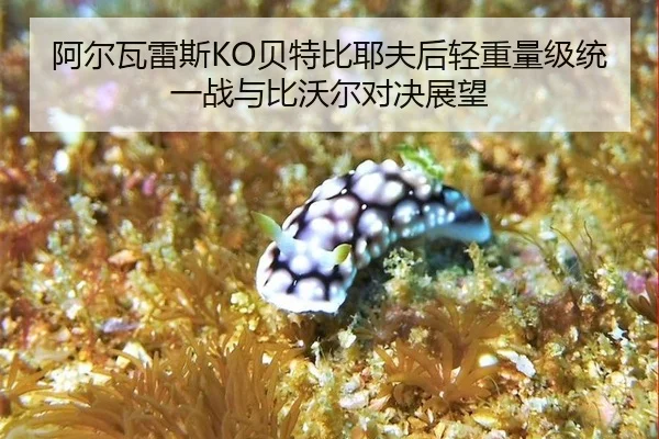 a-er-wa-lei-si-bei-te-bi-ye-fu-hou-qing-zhong-liang-ji-tong-yi-zhan-yu-bi-wo-er-dui-jue-zhan-wang-3-930.jpg